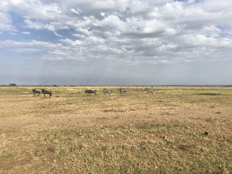 Wildebeest and Zebra run together