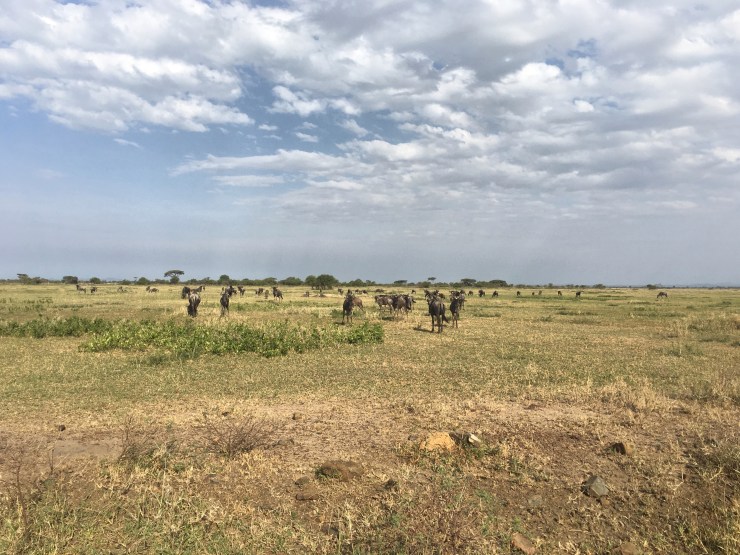 Herds in the Serengeti