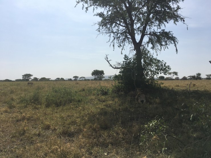 Lion cubs in the shade