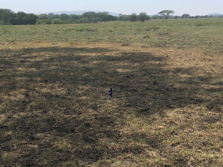 Tanzanian blue starling