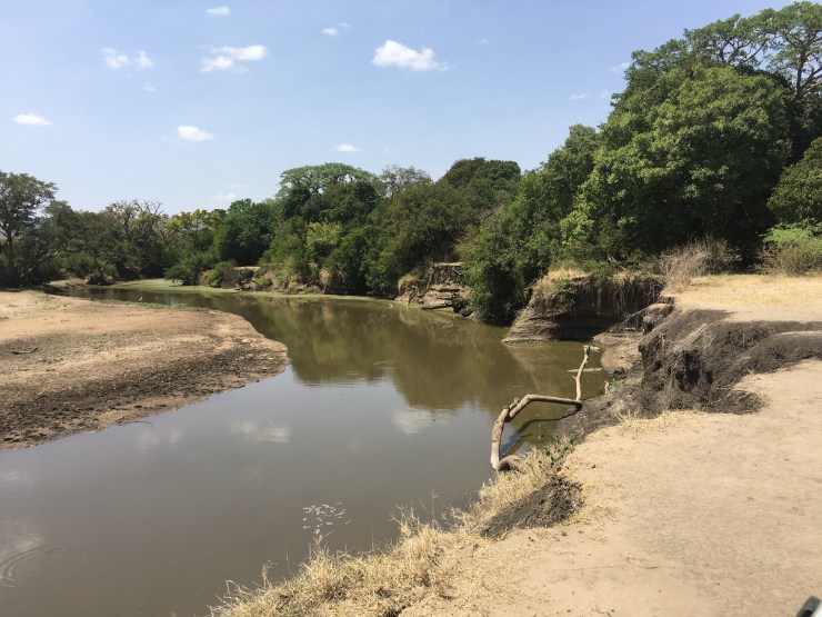 Crocodiles basking on the bank