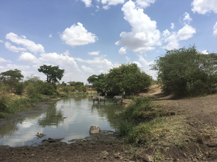 Zebras dance with death for a drink